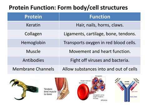 Protein Function Determines