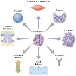 Protein Function Microbiology