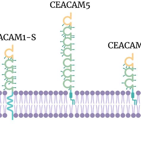 Protein Function Of Ceacam6