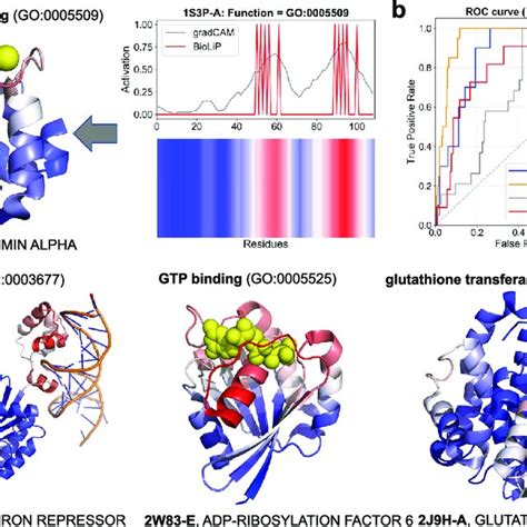 Protein Function Prediction