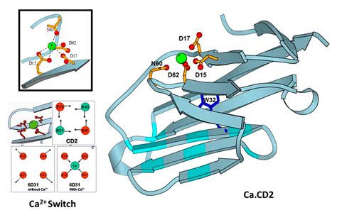 Protein Gel Calcium Binding