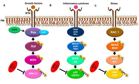 Protein Kinase