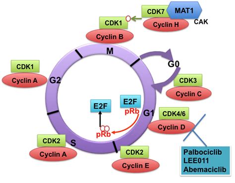 Protein Kinase Function In Cell Cycle