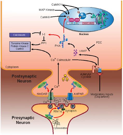 Protein Kinase Learning And Memory