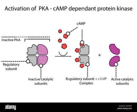 Protein Kinase Needed