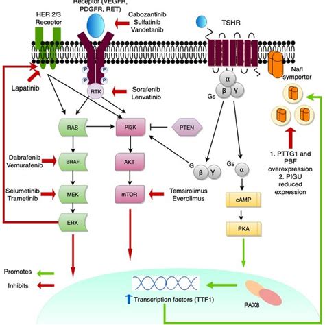 Protein Kinase Thyroid