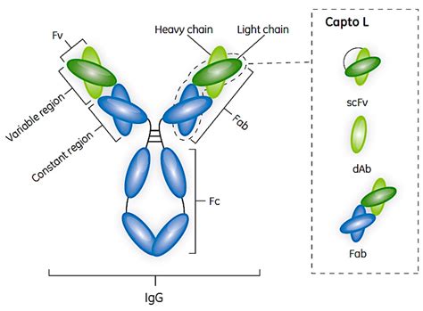protein l binding
