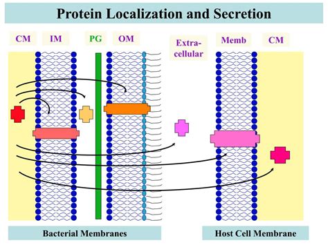 Protein Localization Definition