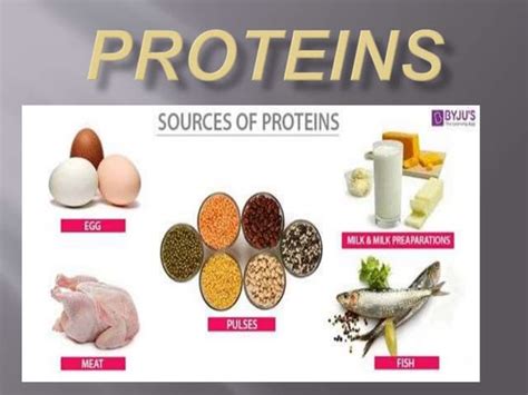 Protein Noun Examples