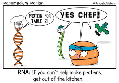 Funny Image about Protein Powerhouse