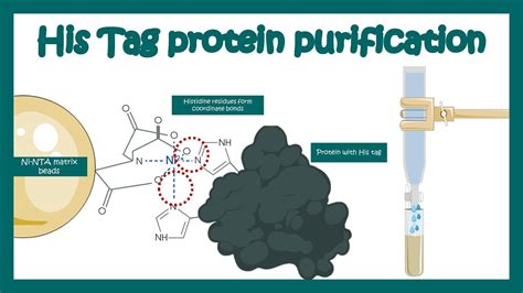 protein purification his tag binding affinity