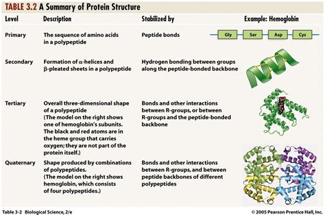 Protein Structure And Function Quizlet