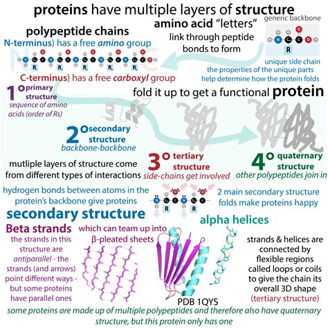 Protein Structure And Function Uses