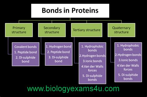 Protein Structure Bond Types