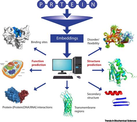 Protein Structure Embedding