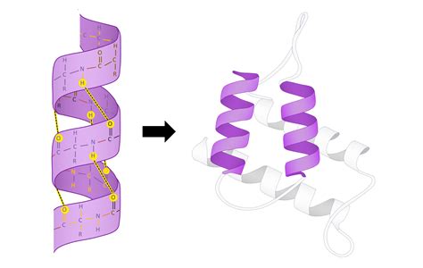 Protein Structure Helix