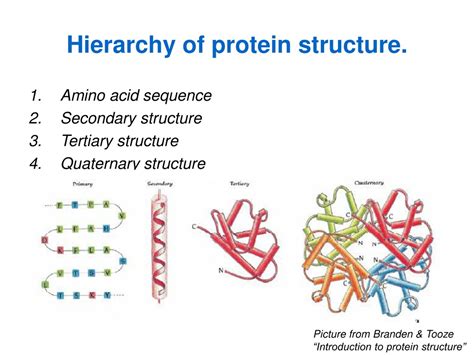 Protein Structure Hierarchy