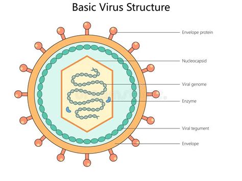 Protein Structure In All Viruses
