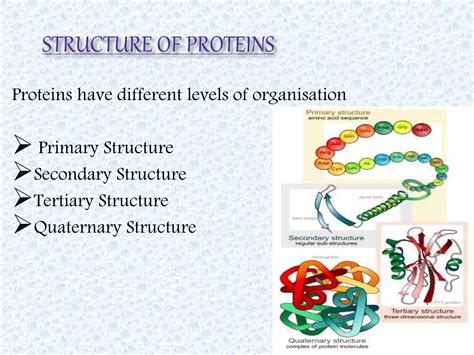 Protein Structure Lecture