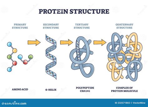 Protein Structure Levels Examples