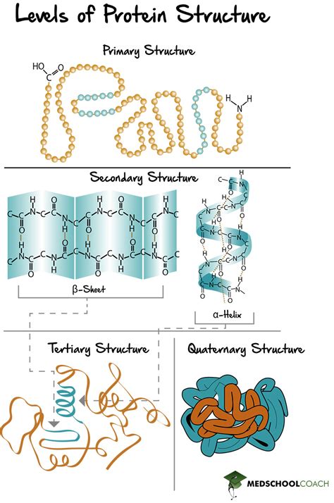 Protein Structure Levels Quiz