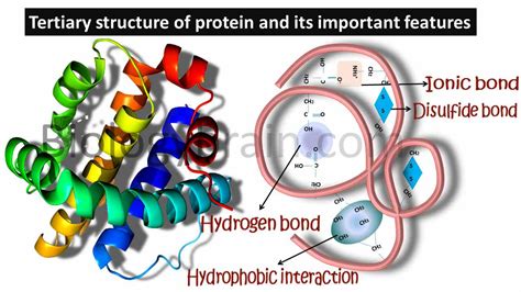 Protein Structure Tertiary