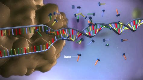 Protein Synthesis Animation