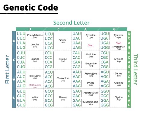 Protein Synthesis Genetic Code