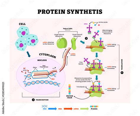 Protein Synthesis Graph