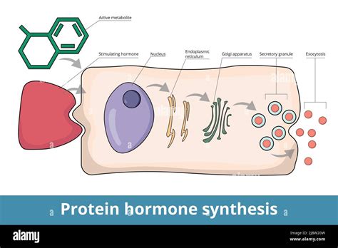 Protein Synthesis Hormone Increases