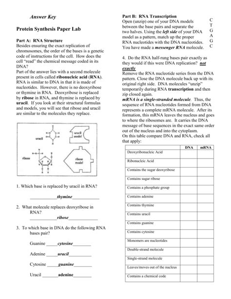 Protein Synthesis Lab 37 Answer Key