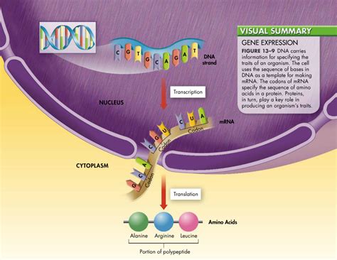 protein synthesis review worksheet quizlet