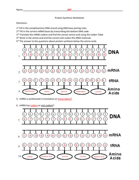 protein synthesis worksheet answer key back