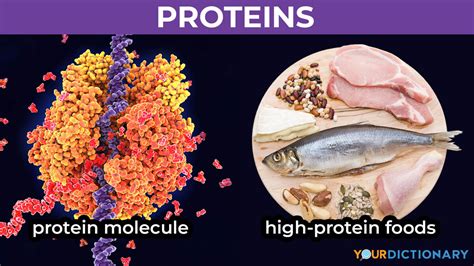 Proteins Are Also Called