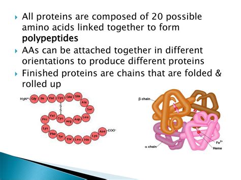 Proteins Are Composed Of Linked