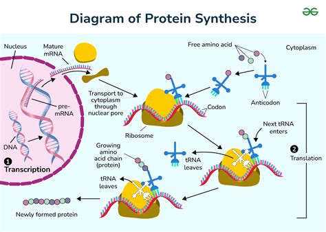 Proteins Are Made Through The Process Of
