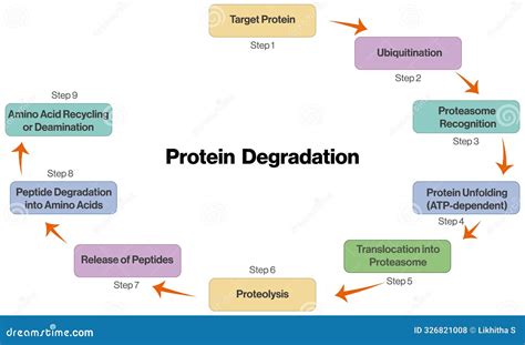 Proteins Breakdown