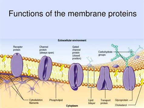Proteins Embedded In The Cell Membrane Function To