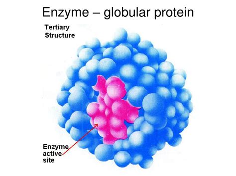 Proteins Enzymes Globular