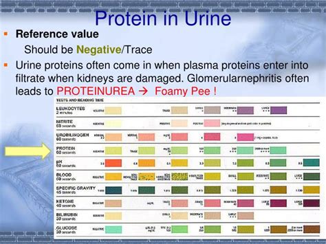 Proteins In Urine Range