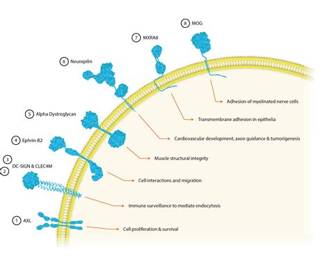 Proteins That Attach To The Surface Of Pathogens