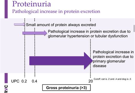 Proteinuria Quizlet