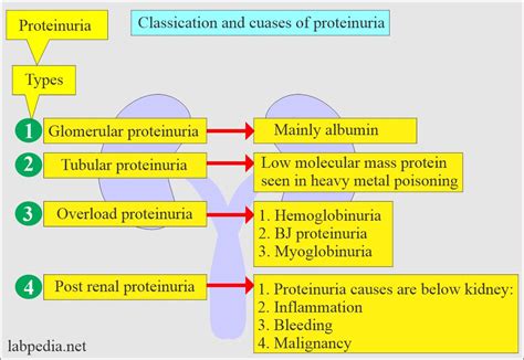 Proteinuria Reversible