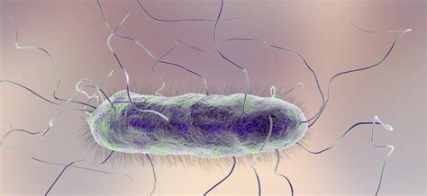 proteus bacteria como se contagia