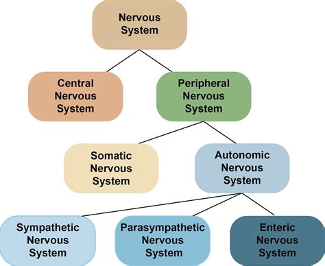 Provide Structural Support In The Central Nervous System