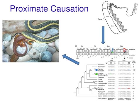 Unlock the Secrets of Proximate Causation: A Deeper Understanding Awaits