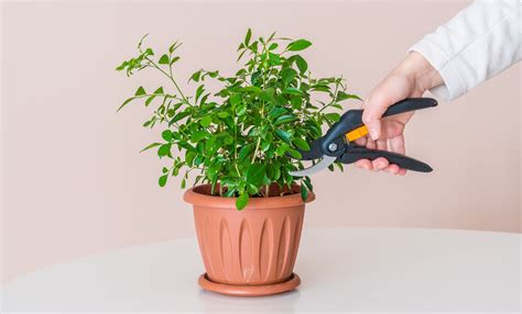 How To Prune Houseplants Complete Guide Smart Garden Guide House