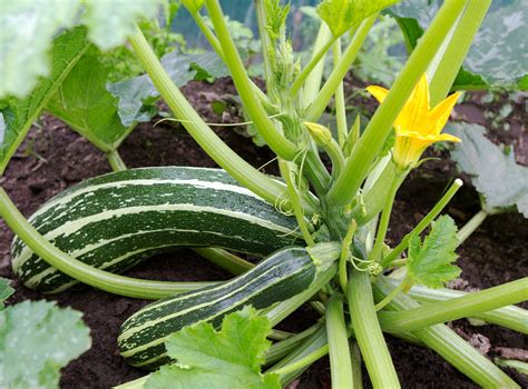 Pruning Zucchini » Top Tips on How & Why