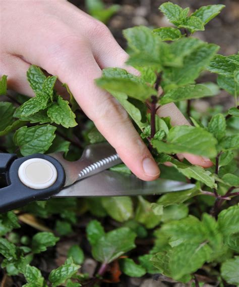 Mint Plant Pruning When And How To Prune Mint