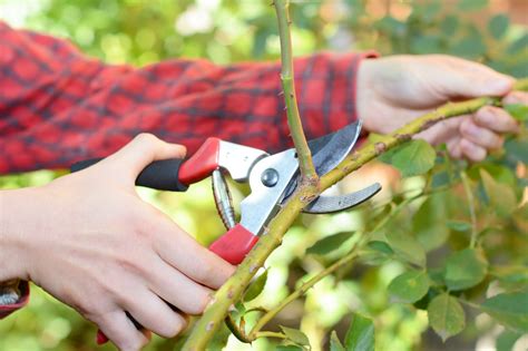 5 Useful Tips and Tricks to Use for Tree Pruning in Melbourne Webfarmer